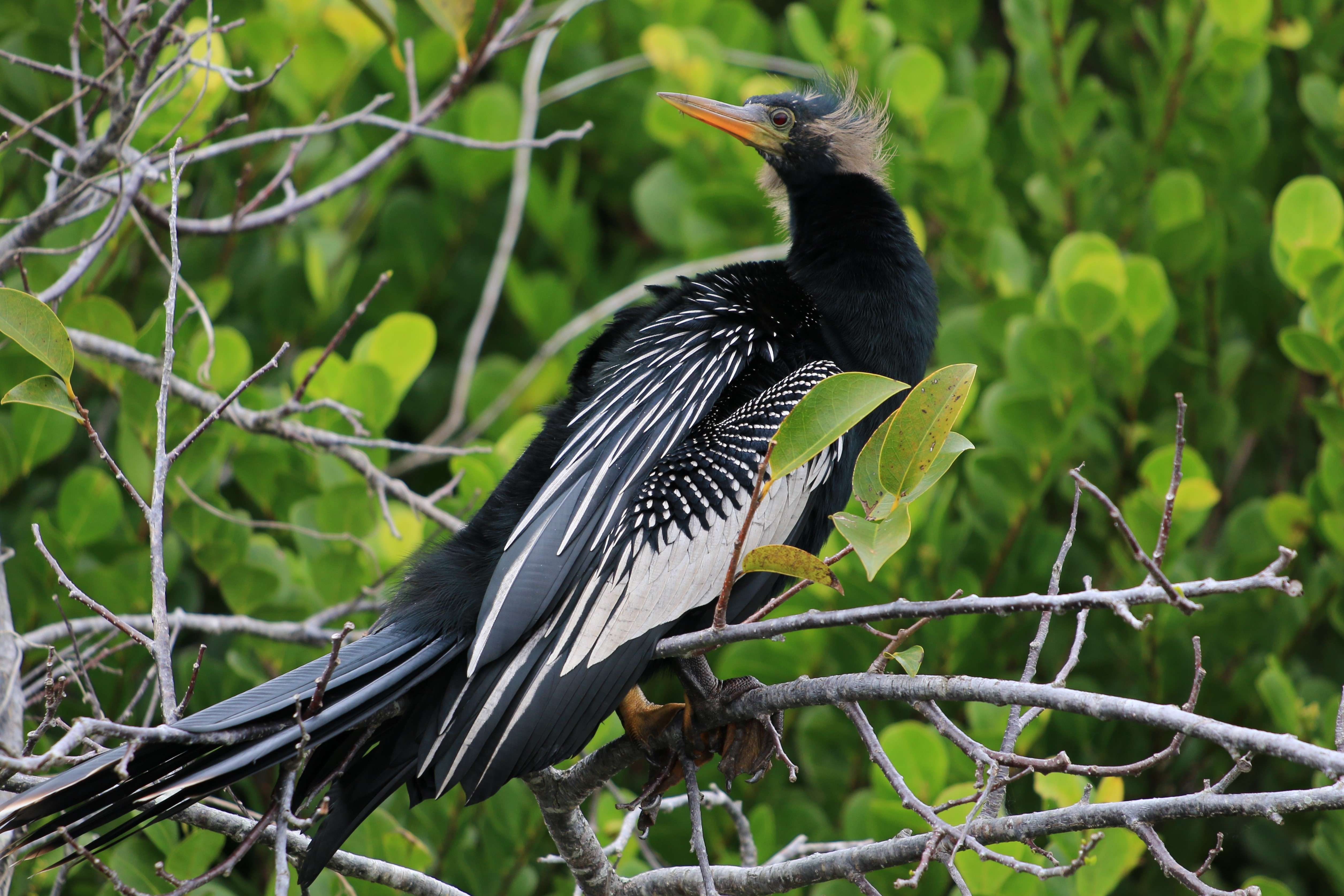 A male anhigna